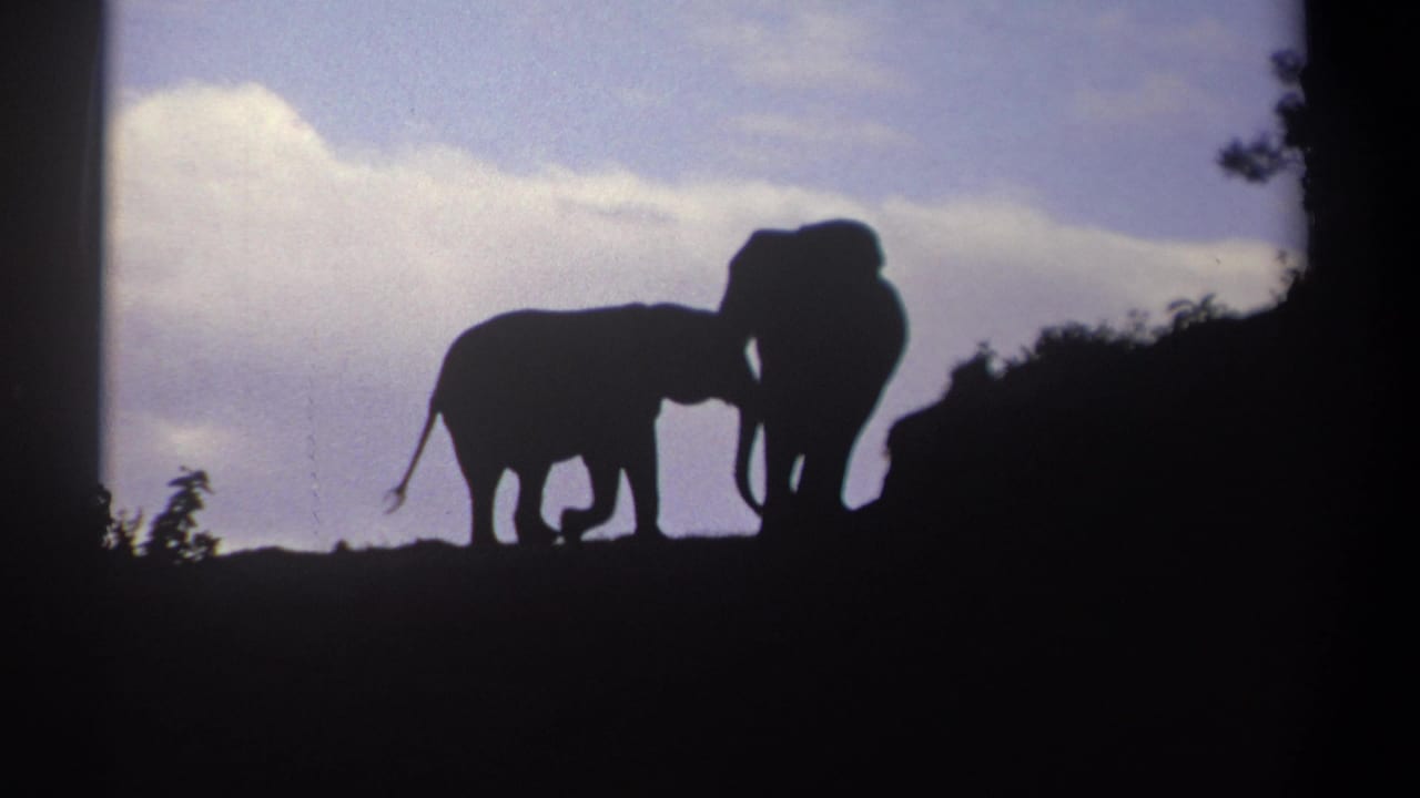 1969 Kenya 8mm frame showing two elephants facing on a hilltop, their trunks close together in silhouette.