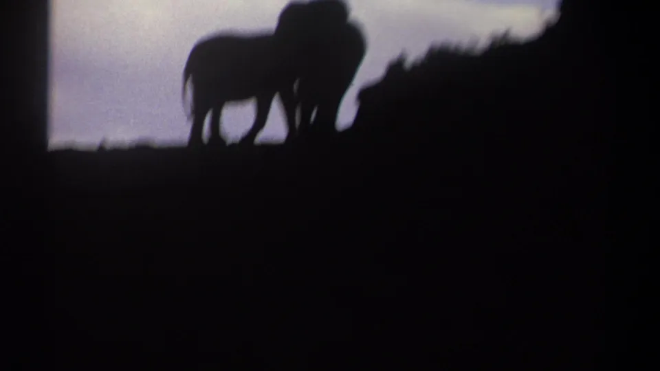 1969 Kenya 8mm frame where two elephant silhouettes partially overlap beside a dark hillside under a pale sky.