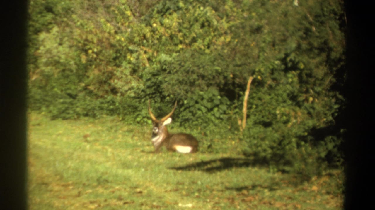 1969 Kenya 8mm frame showing a likely waterbuck seated on a grassy clearing near thick green brush.