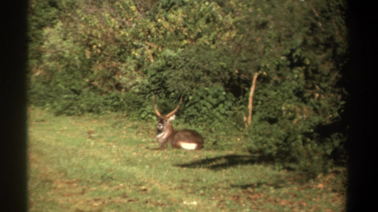 Seated horned antelope on grass with bushes and shadowed foliage behind.