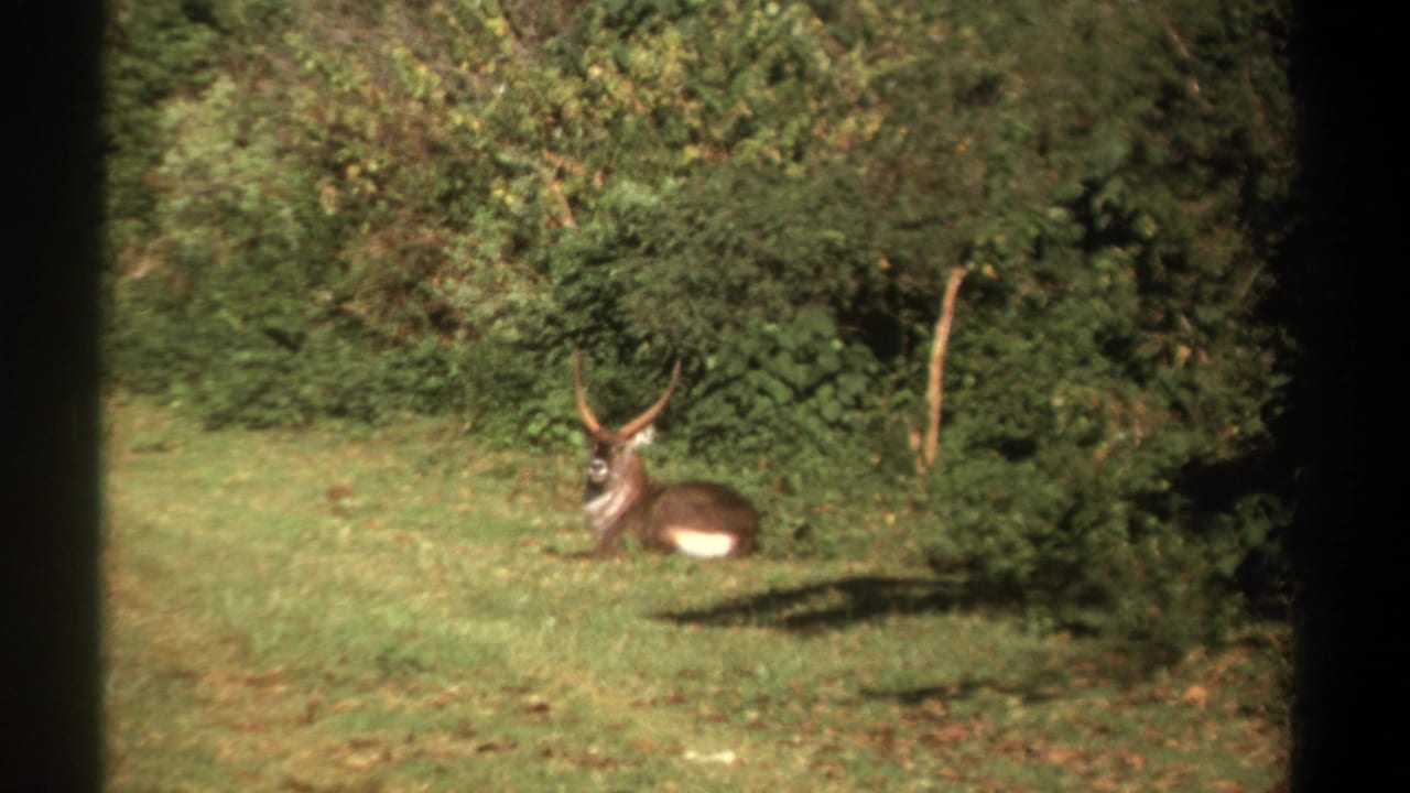 A likely waterbuck rests in a grassy Kenya clearing, captured in soft 1969 8mm color with dark frame edges.