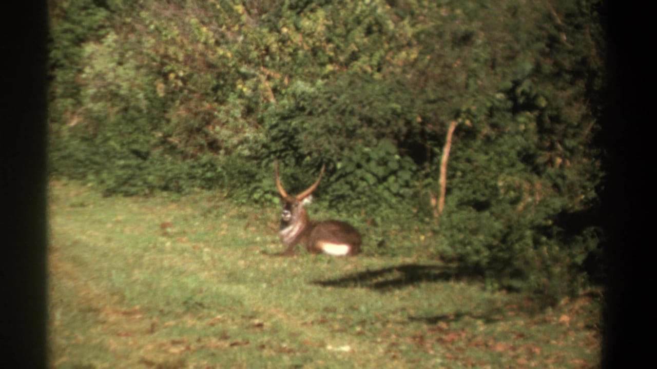 1969 Kenya 8mm still of a seated horned antelope near thick bushes, with warm color and visible film borders.