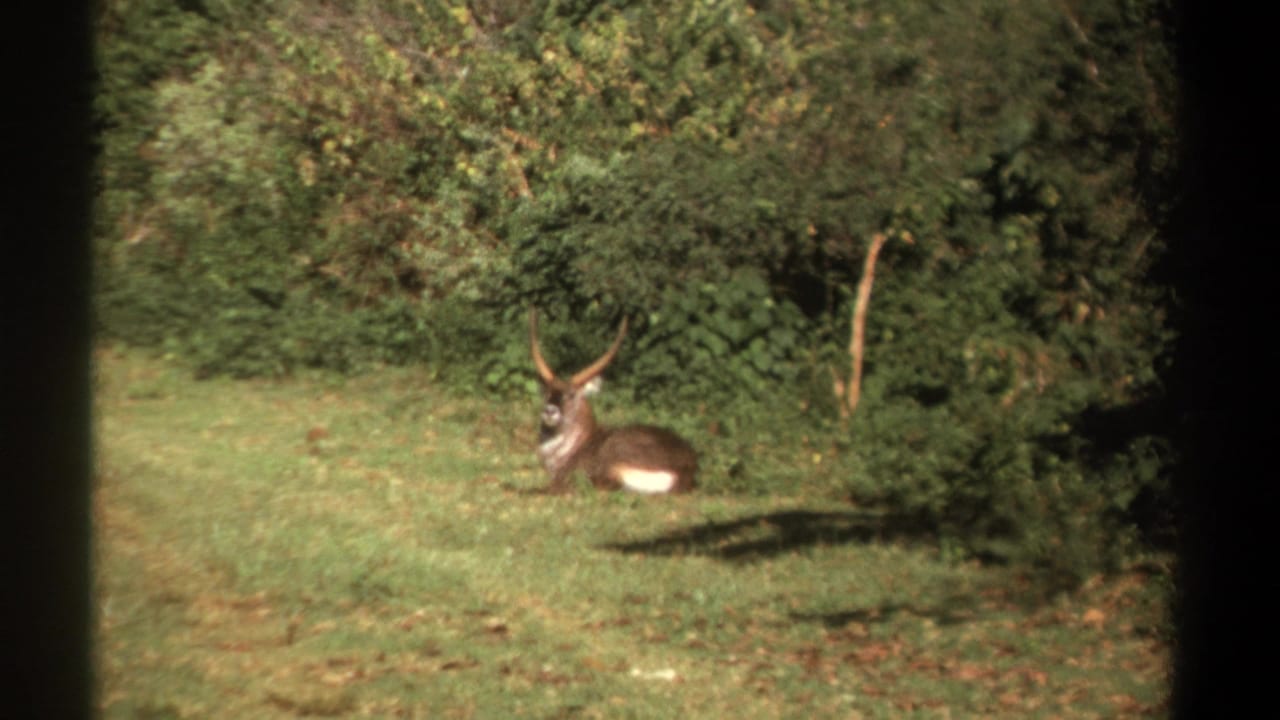 1969 Kenya 8mm frame showing a horned male antelope resting in grass near a green tree line.