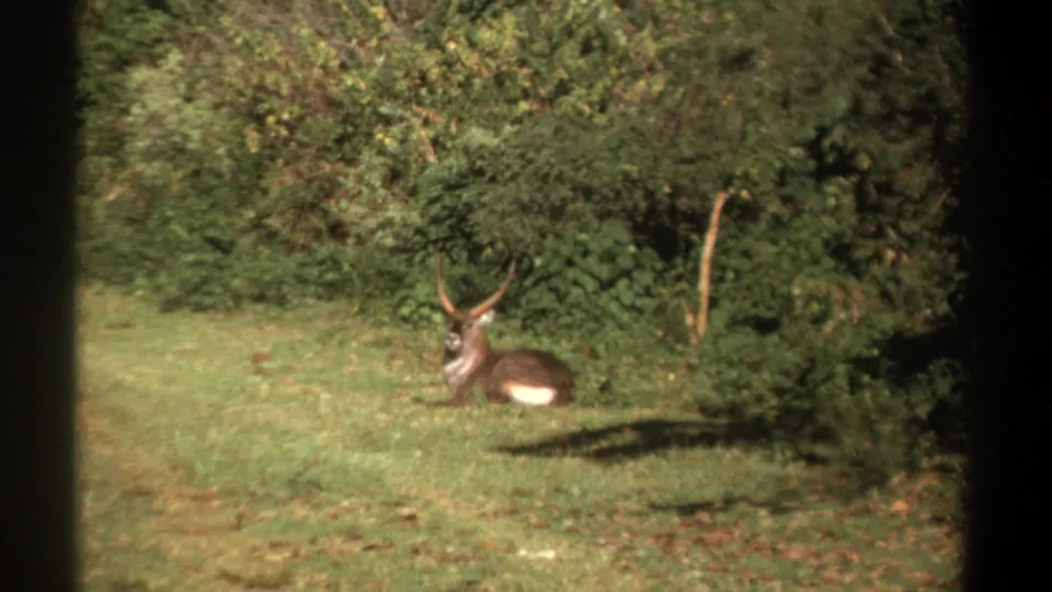 1969 Kenya 8mm frame showing a horned male antelope resting in grass near a green tree line.