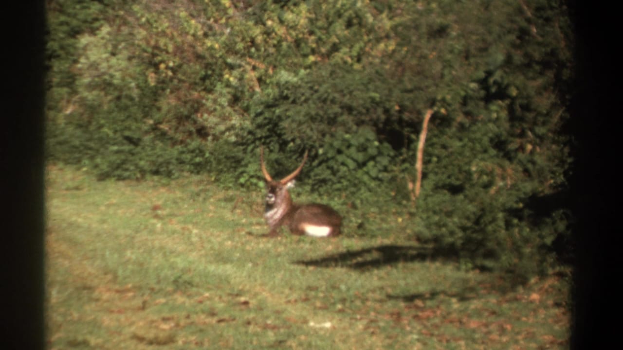 Resting antelope with head raised near foliage.