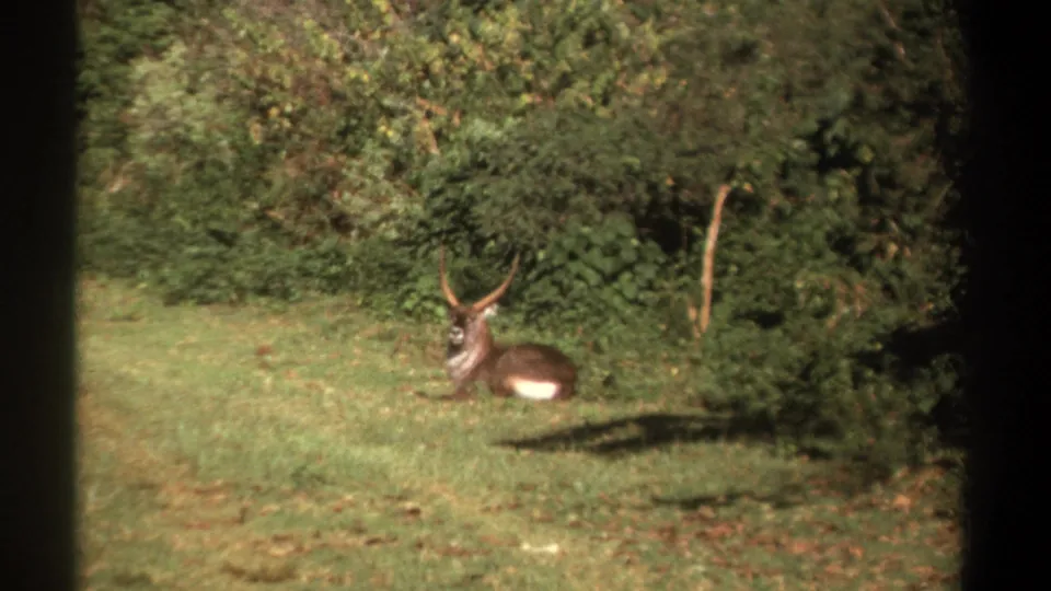 A mature horned antelope lies alert in a grassy clearing in Kenya, with dense shrubs behind it.