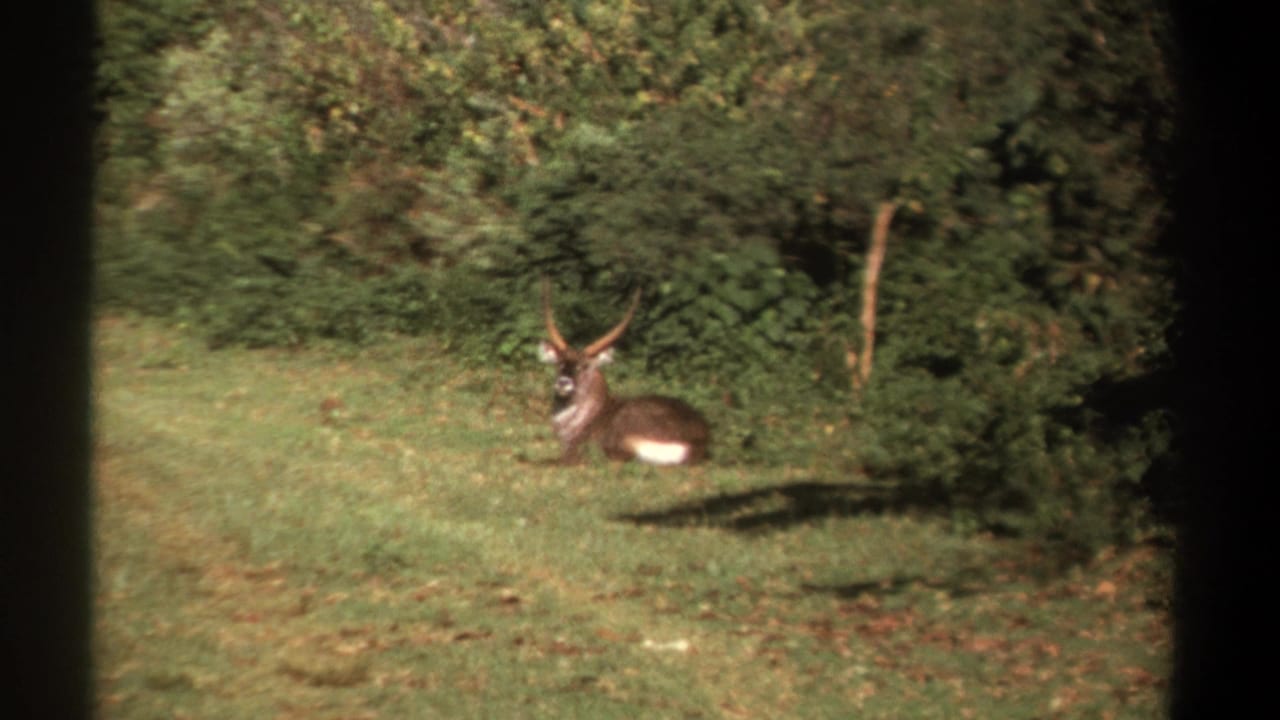 Vintage 8mm frame of a horned antelope resting near a shaded tree line in Kenya.