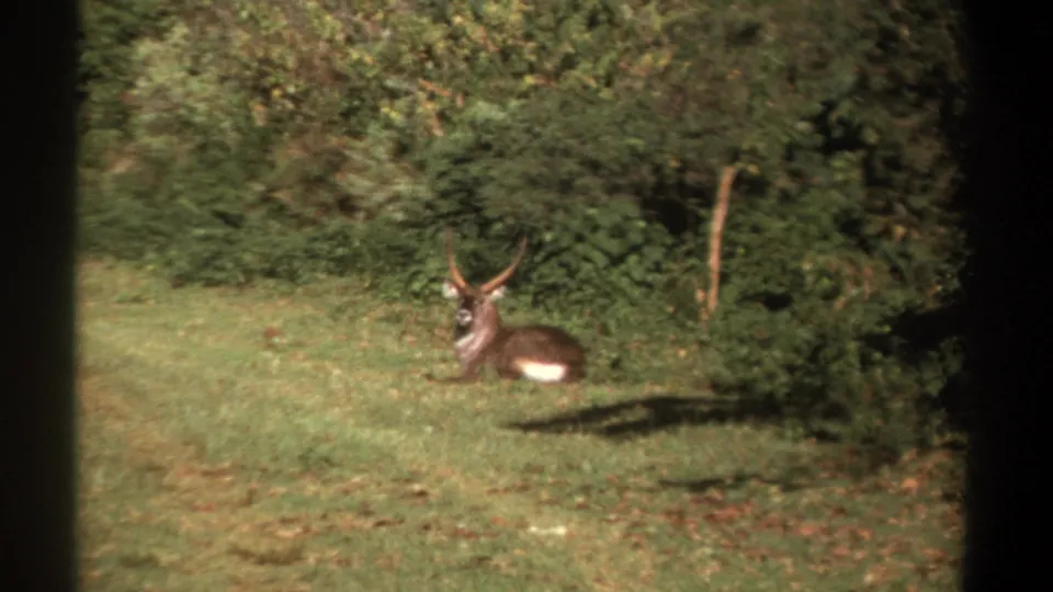 Vintage 8mm frame of a horned antelope resting near a shaded tree line in Kenya.