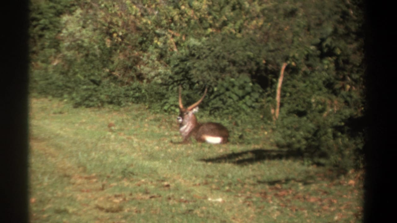 1969 Kenya home-movie frame showing the antelope still resting beside thick vegetation.