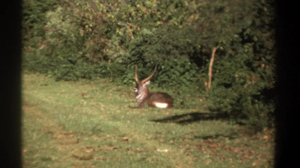 1969 Kenya home-movie frame showing the antelope still resting beside thick vegetation.
