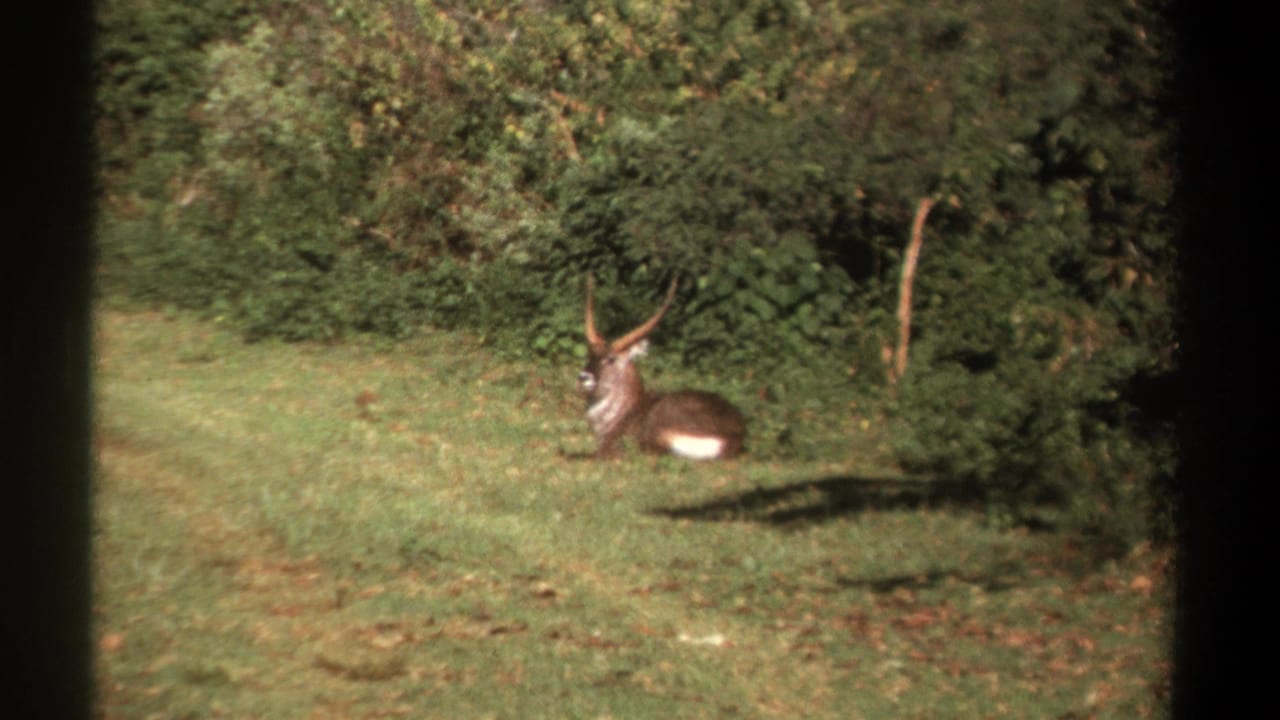 1969 Kenya 8mm frame of a horned antelope resting in a grassy clearing near thick green foliage.