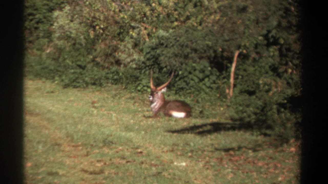 Horned antelope resting on grass near bushes.
