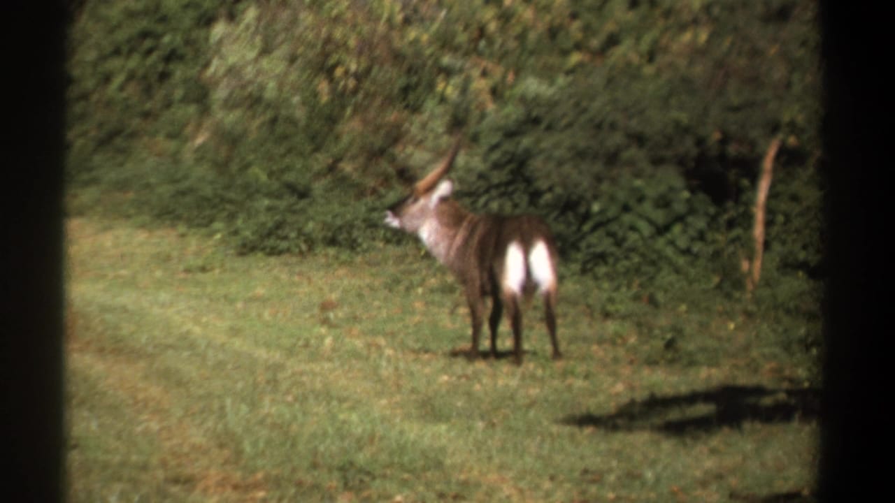 The antelope stands and turns away, showing a dark coat and bright white rump patch in the grassy Kenya setting.