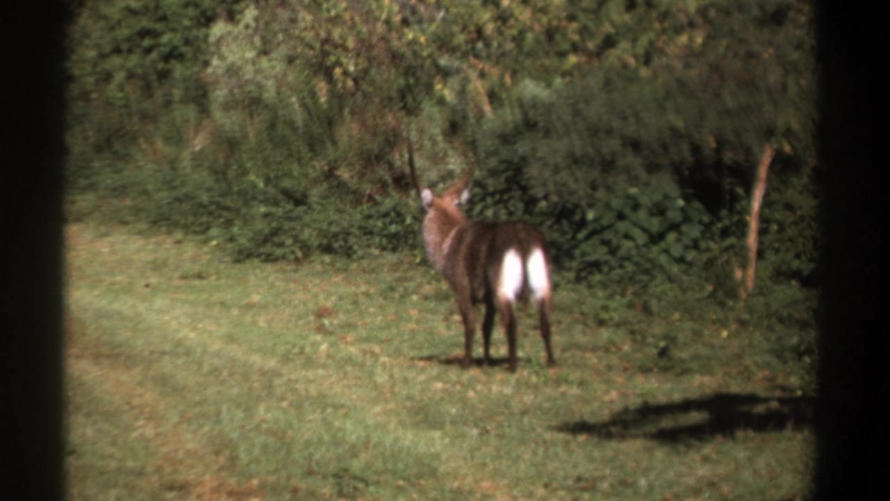 1969 Kenya home-movie frame showing the waterbuck turned away, with horns and bright rump patch visible near brush.