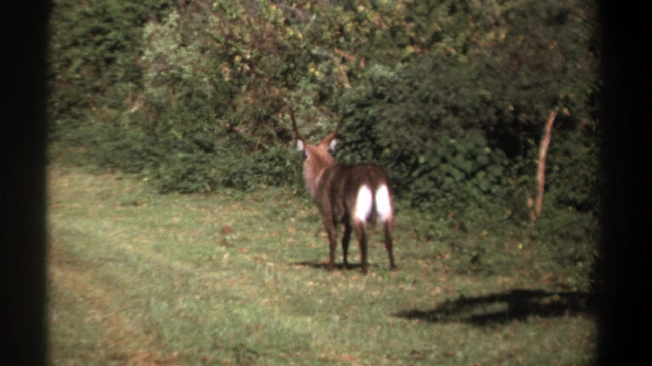 1969 Kenya 8mm frame of a horned waterbuck near dense brush, filmed across a grassy clearing through a dark frame edge.