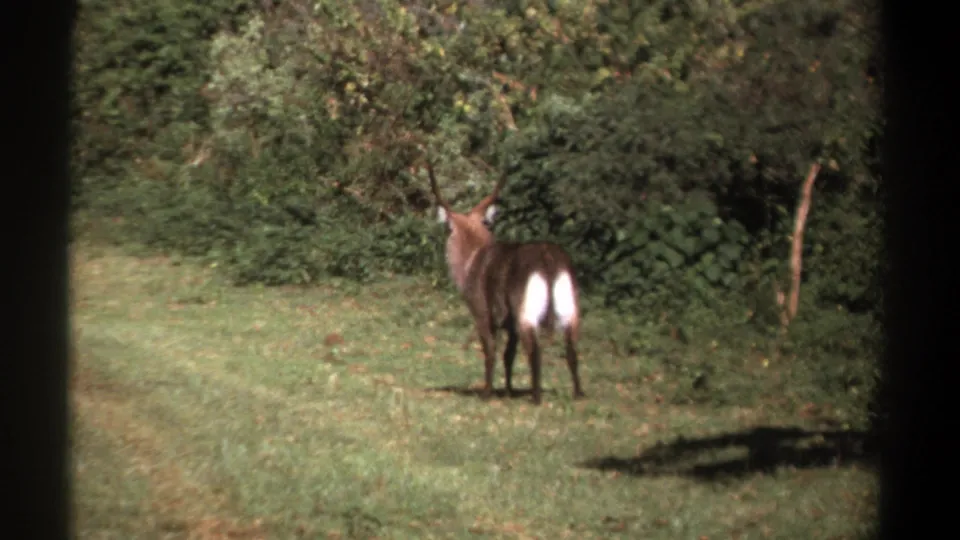 1969 Kenya 8mm frame of a horned waterbuck near dense brush, filmed across a grassy clearing through a dark frame edge.