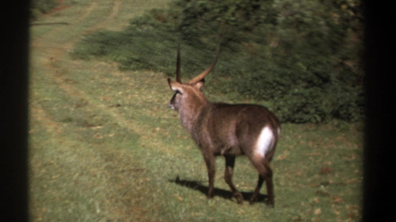 1969 Kenya 8mm frame showing the waterbuck walking left across grass beside a faint track and dense brush.