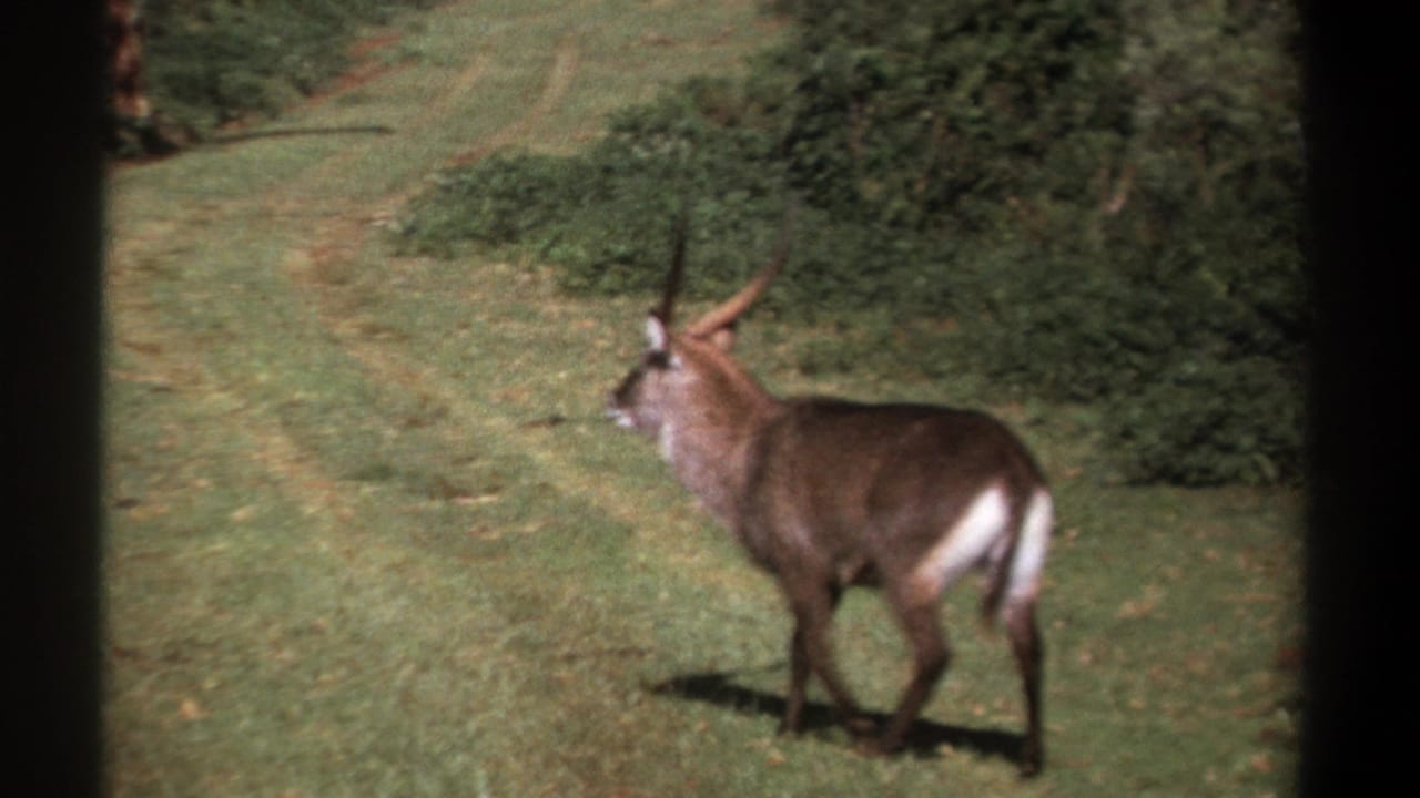 1969 Kenya 8mm frame showing a horned waterbuck in profile, moving left through a green grassy clearing with dense foliage behind.