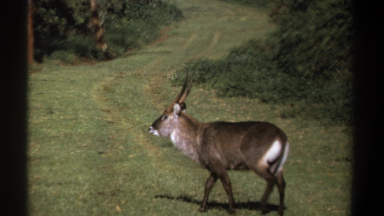 1969 Kenya 8mm frame of a waterbuck facing left in a grassy open area, bordered by bushes and trees in soft home-movie focus.