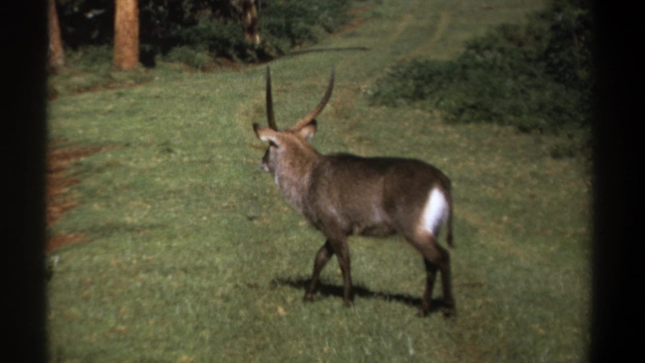 1969 Kenya 8mm frame showing the waterbuck from a rear side angle, with its white rump patch prominent against the grassland setting.
