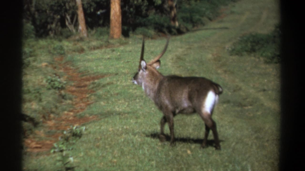 1969 Kenya 8mm frame of a waterbuck beside a reddish dirt track, with grass, shrubs and trees forming the background.
