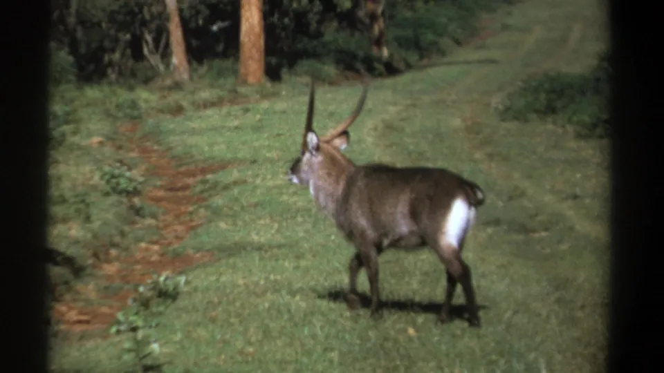 1969 Kenya 8mm frame of a waterbuck beside a reddish dirt track, with grass, shrubs and trees forming the background.