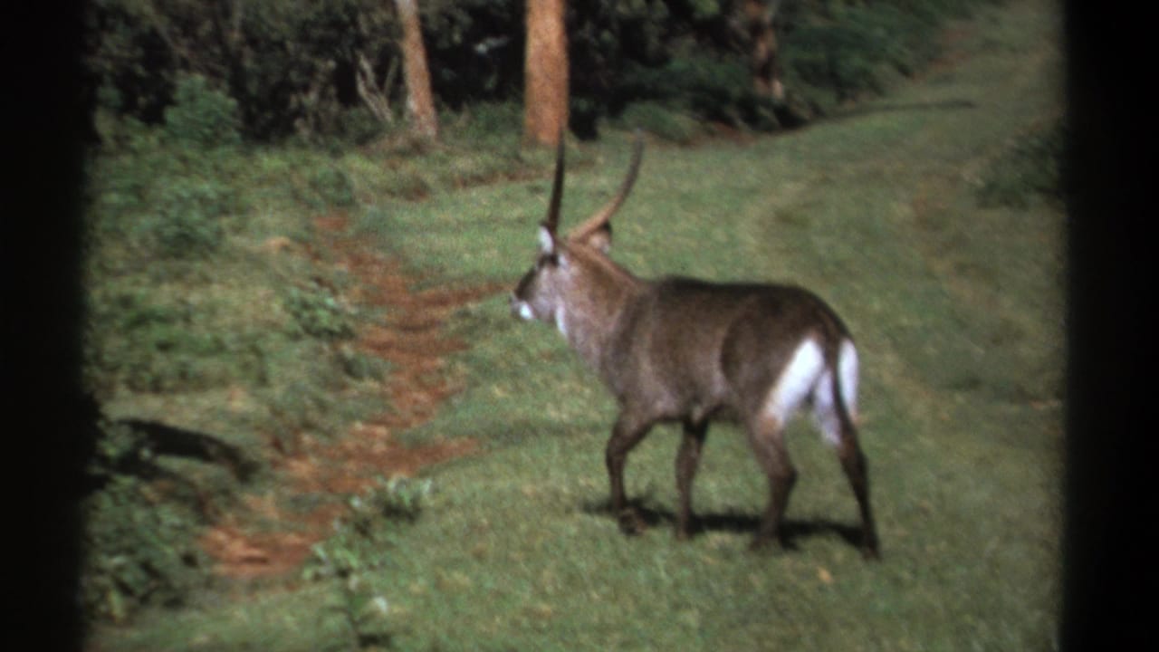 1969 Kenya 8mm frame showing a horned waterbuck moving through a grassy clearing at the edge of dense vegetation.