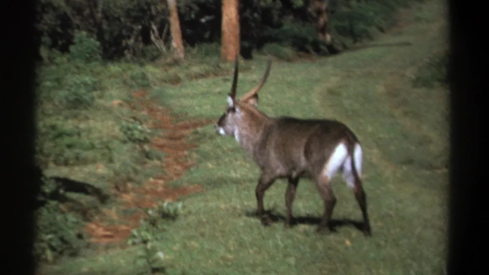 1969 Kenya 8mm frame showing a horned waterbuck moving through a grassy clearing at the edge of dense vegetation.