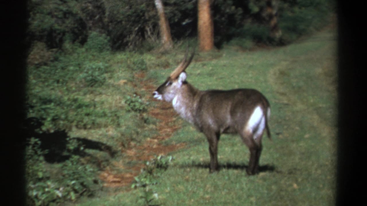 Waterbuck standing alert beside a narrow path in a green clearing.