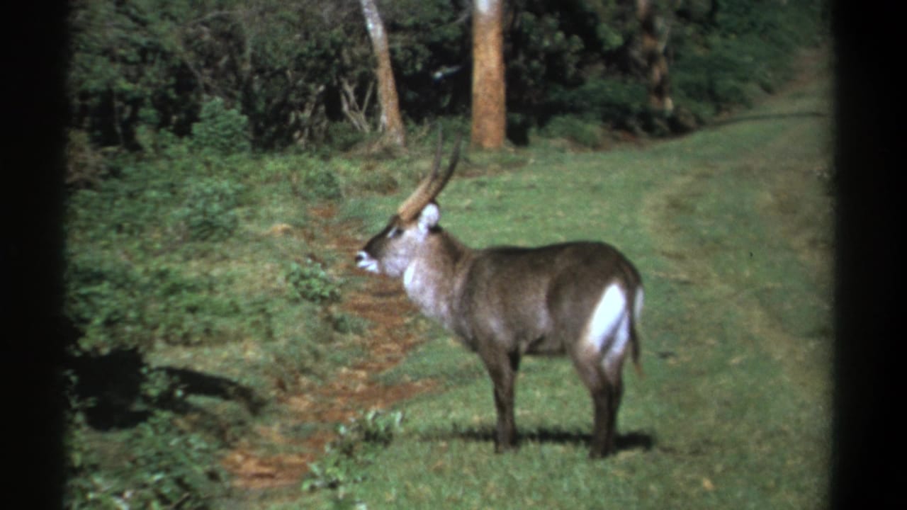 1969 Kenya 8mm frame showing the waterbuck in profile, standing near low shrubs and a reddish dirt track.