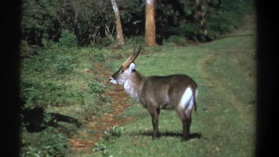 1969 Kenya 8mm frame showing the waterbuck in profile, standing near low shrubs and a reddish dirt track.