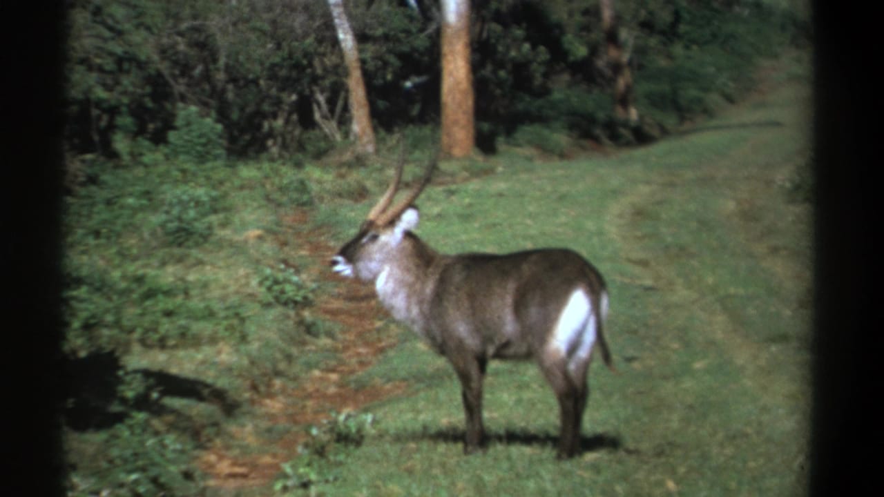 1969 Kenya 8mm frame of a waterbuck standing still in a sunlit clearing, bordered by trees and brush.