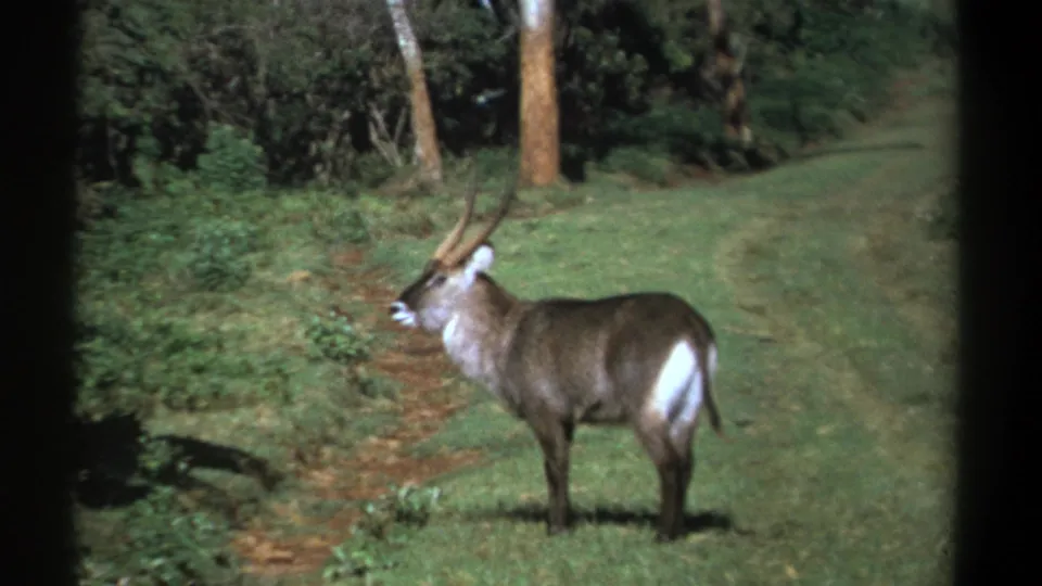 1969 Kenya 8mm frame of a waterbuck standing still in a sunlit clearing, bordered by trees and brush.