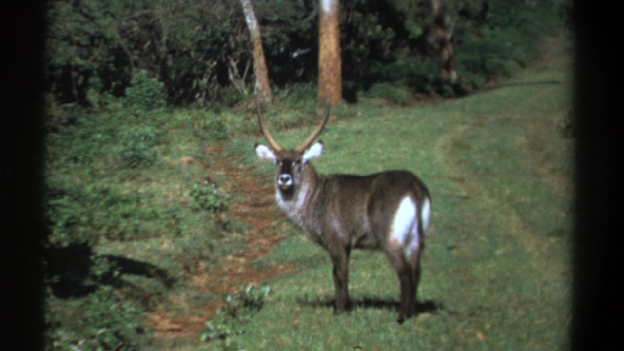 1969 Kenya 8mm frame of a waterbuck with long horns standing alert in a green woodland clearing.