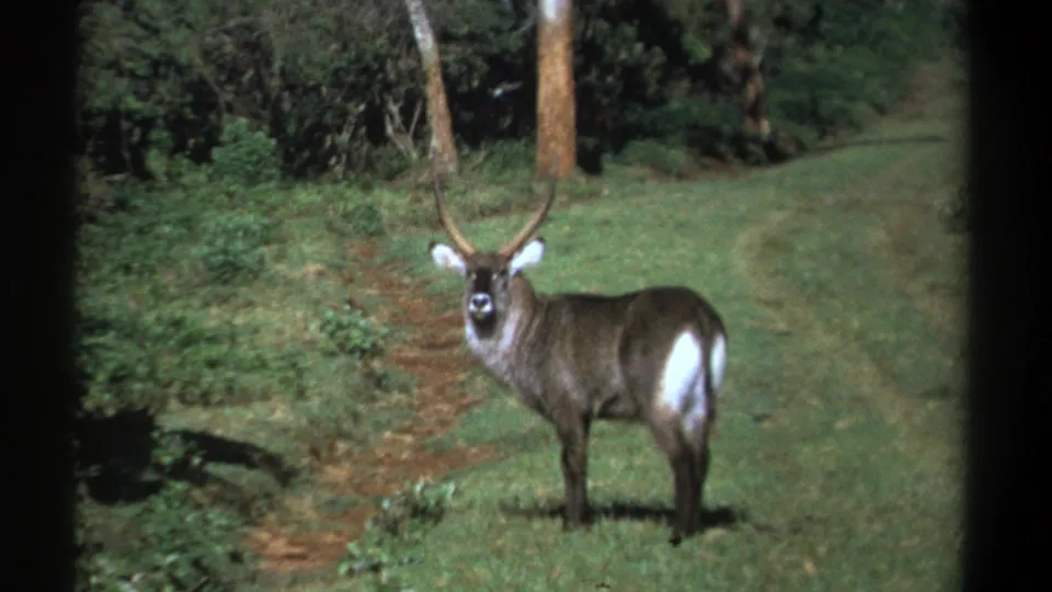 1969 Kenya 8mm frame of a waterbuck with long horns standing alert in a green woodland clearing.