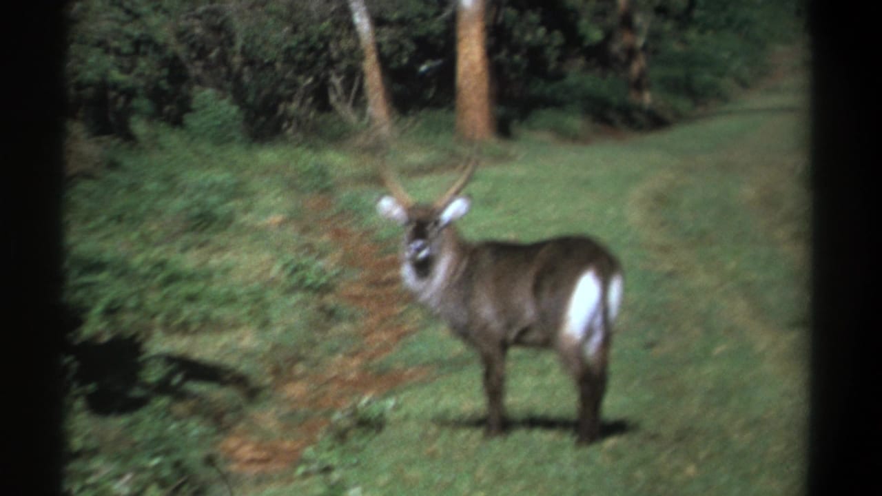 Waterbuck looking toward the camera on grass with woodland behind it.