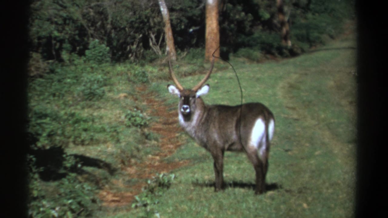 1969 Kenya 8mm frame of a waterbuck in profile and facing camera, surrounded by grass, shrubs, and trees.