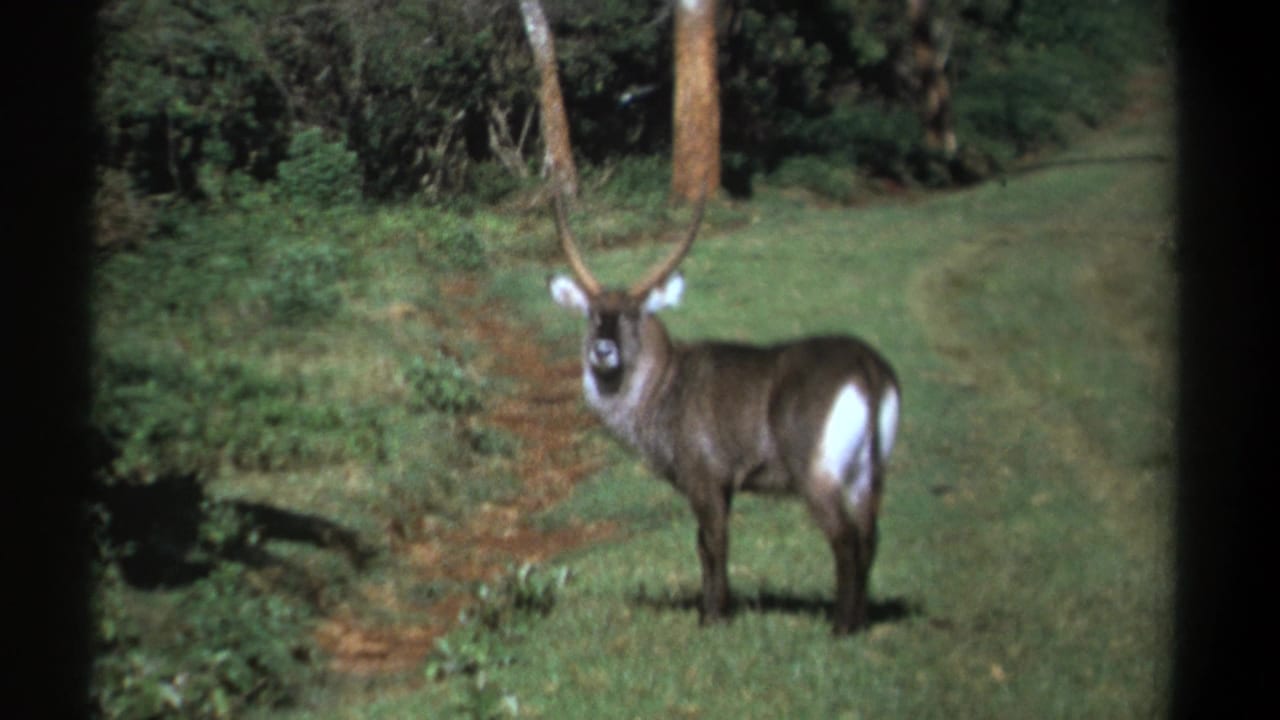 1969 Kenya 8mm frame of a waterbuck standing alert in a grassy woodland clearing with dark film edges.