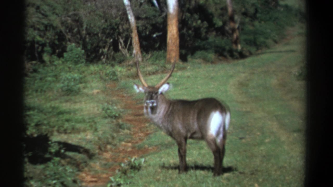 Waterbuck standing side-on in grass with trees and brush behind it.