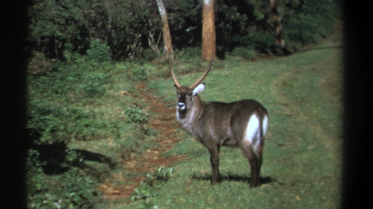 1969 Kenya 8mm frame showing the waterbuck facing forward in a green field, with a narrow path, shrubs, and trees behind it.