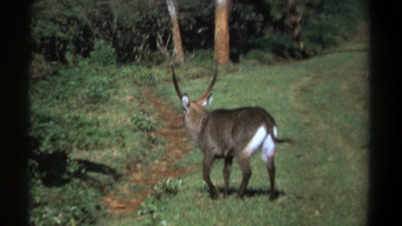1969 Kenya 8mm frame showing a horned waterbuck from behind as it walks through a green clearing near dense brush.