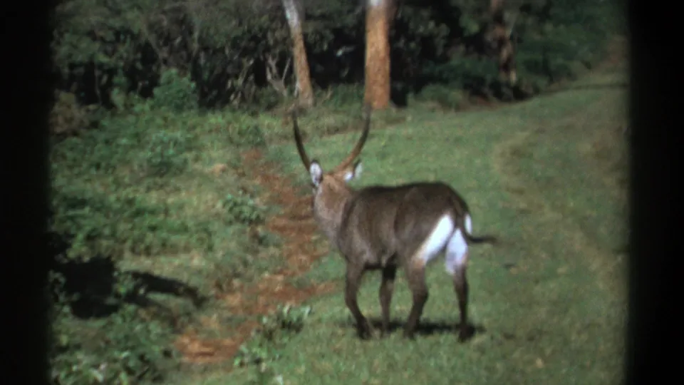 1969 Kenya 8mm frame showing a horned waterbuck from behind as it walks through a green clearing near dense brush.