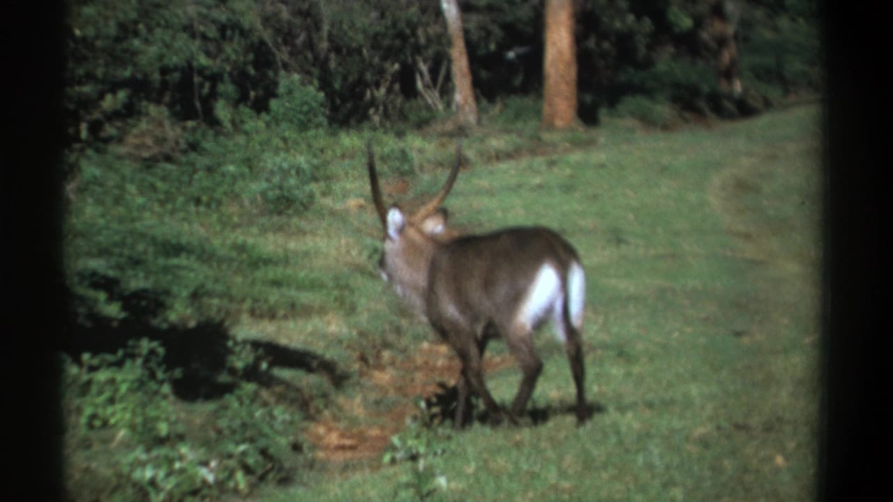 Waterbuck with long horns moving near brush at the edge of a grassy path.