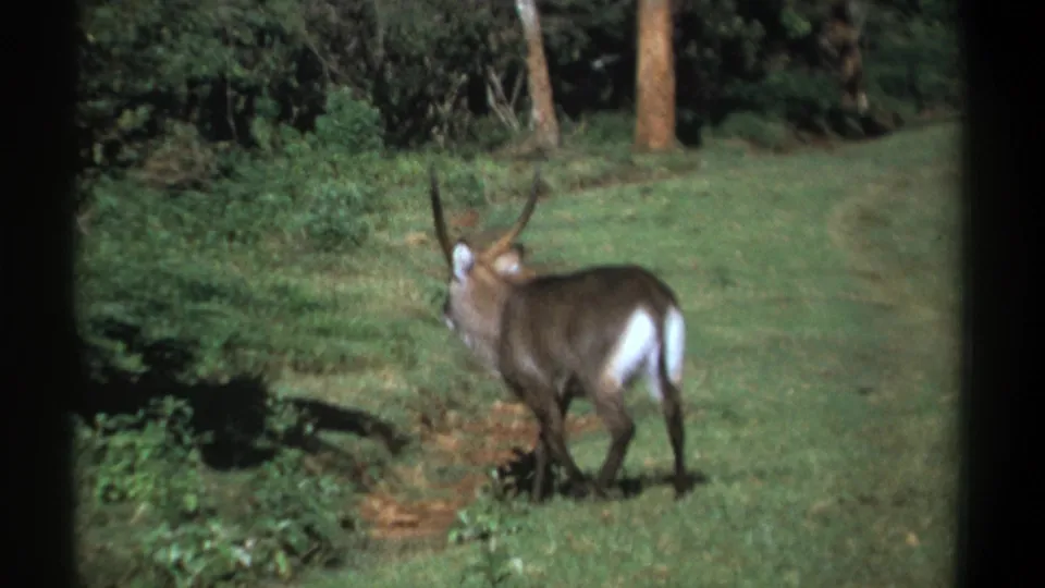 1969 Kenya 8mm frame with a horned waterbuck crossing a green clearing beside shrubs and a narrow path.