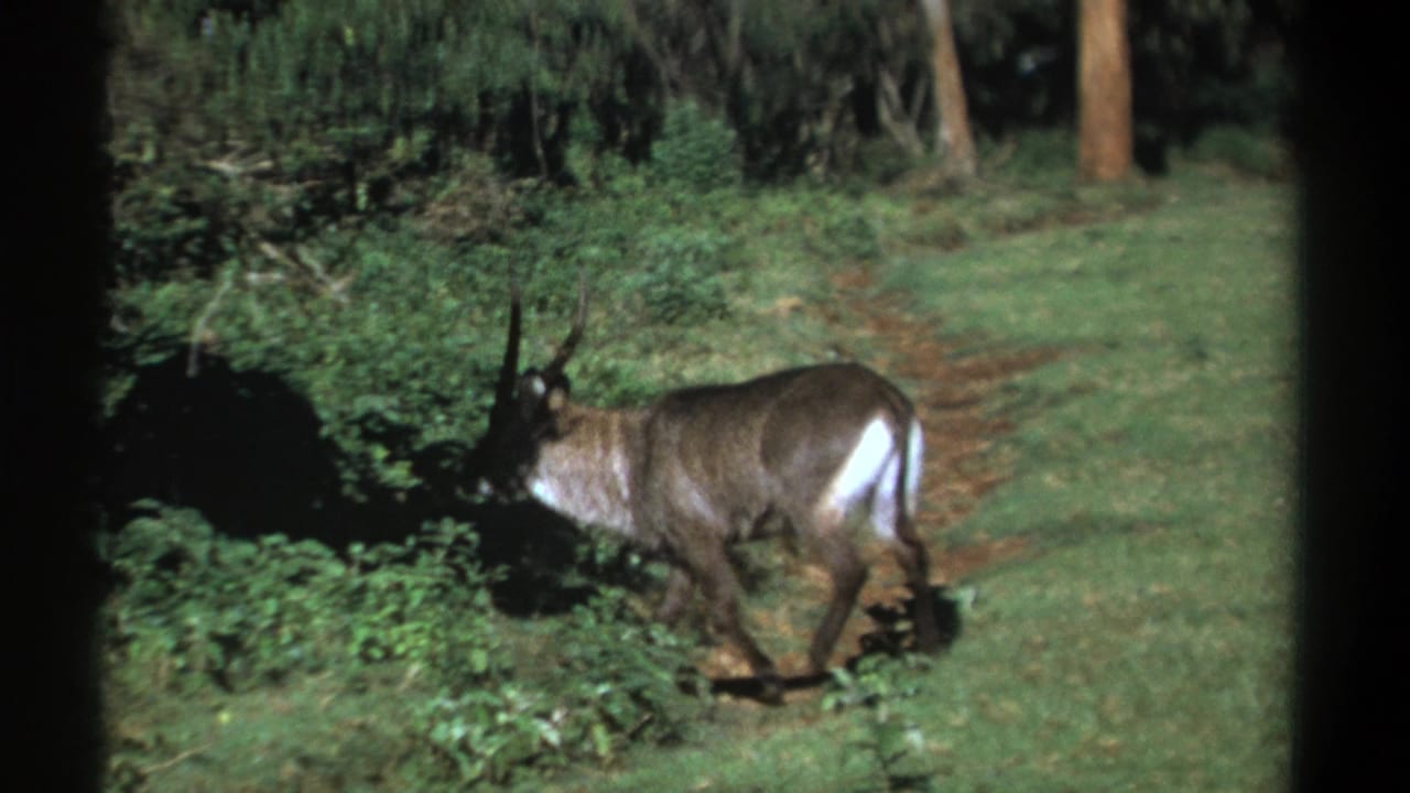 1969 Kenya 8mm frame showing a side view of a horned waterbuck moving past undergrowth in a wooded clearing.