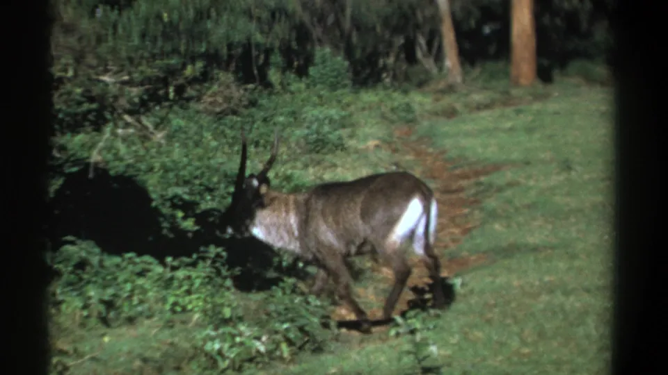 1969 Kenya 8mm frame showing a side view of a horned waterbuck moving past undergrowth in a wooded clearing.