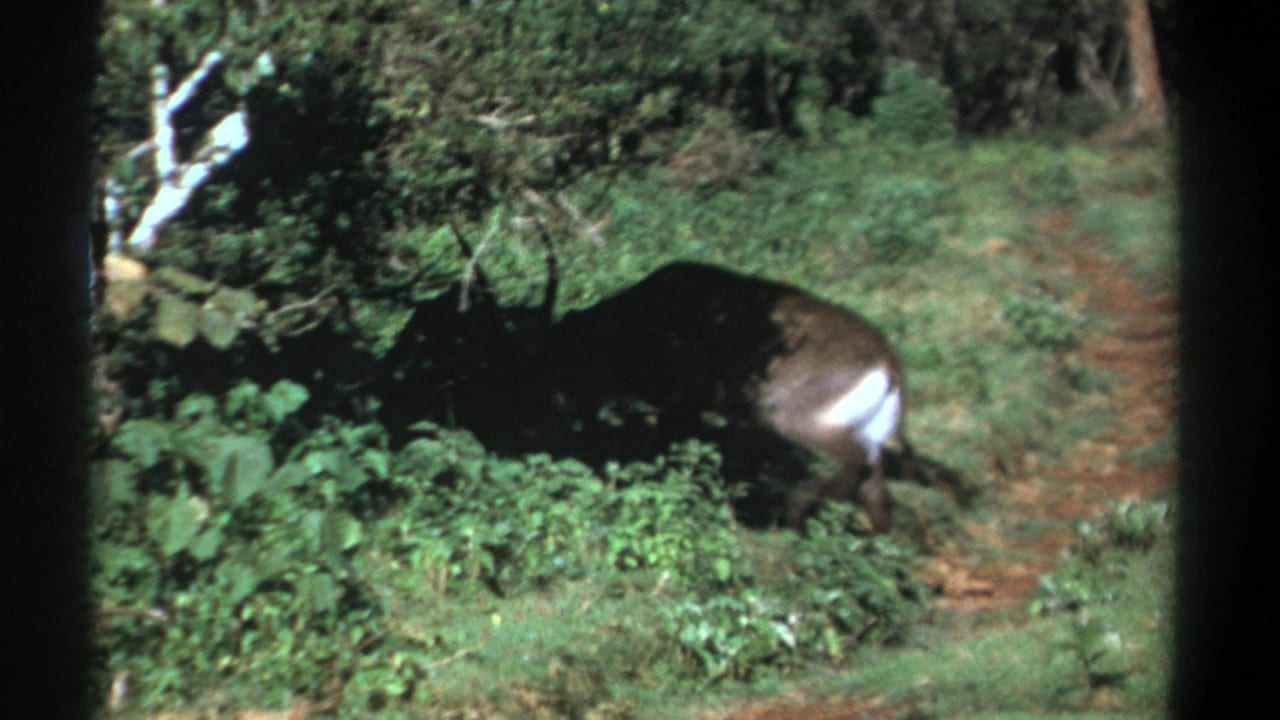 1969 Kenya 8mm frame showing the waterbuck entering shadowed underbrush near a narrow green path.
