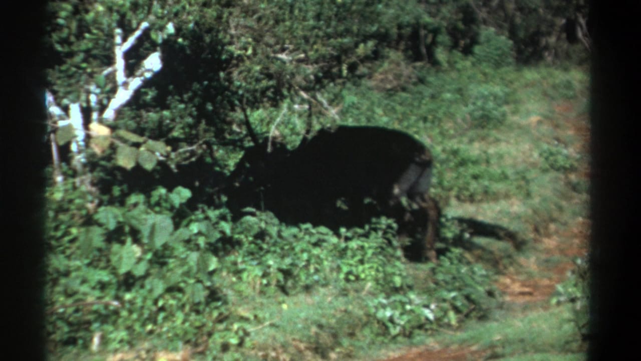 1969 Kenya 8mm frame showing a dark buffalo partly obscured by lush vegetation near a narrow path.