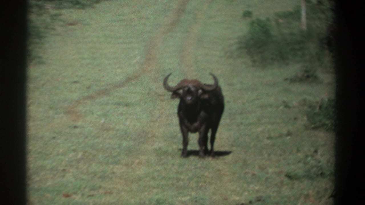 1969 Kenya 8mm frame showing a buffalo standing on a grassy track, framed by soft focus and dark viewfinder edges.
