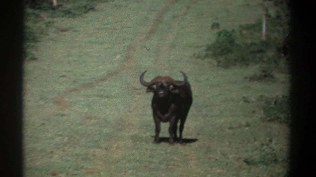 1969 Kenya 8mm frame with a buffalo centered on a pale grassy track, filmed from a distance through dark borders.